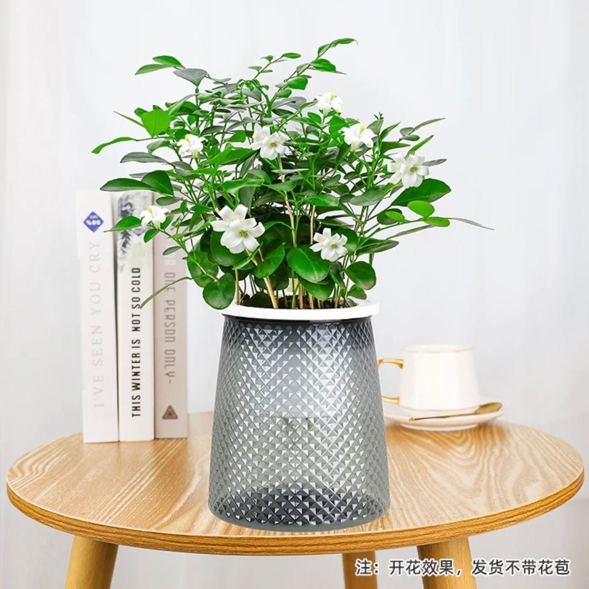 【九里香绿植】花卉桌面驱蚊绿植室内客厅水培净化
