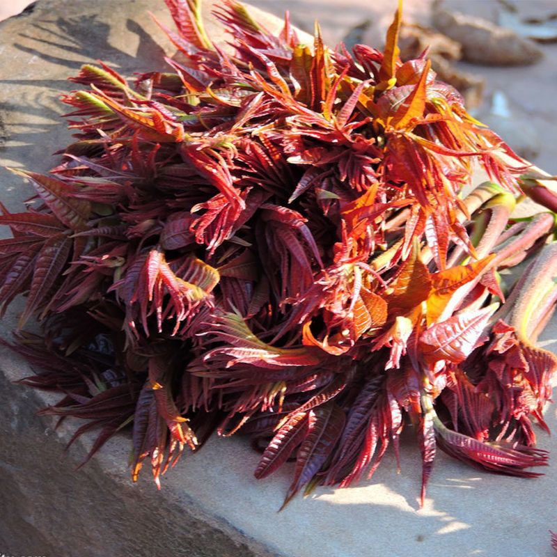 红油香椿种子速生香椿红香椿树种籽简单蔬菜种籽多年生红油香椿