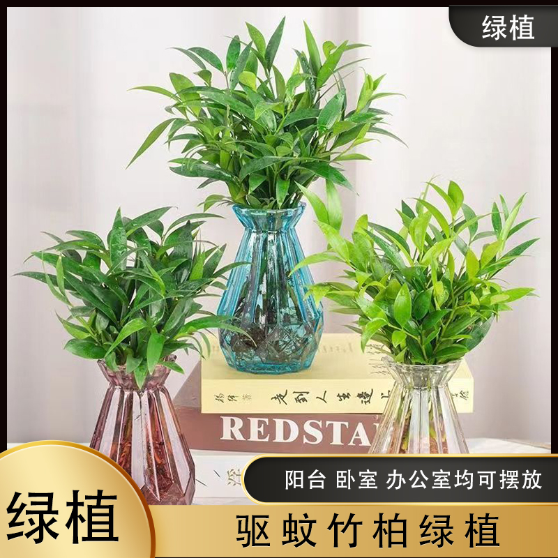 【水培驱蚊竹柏】水养盆栽绿植水培花卉客厅办公好养四季常青