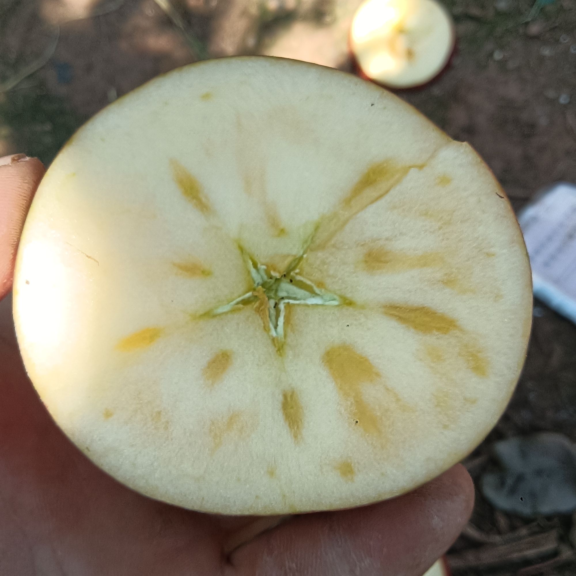 昭通冰糖红富士心丑苹果