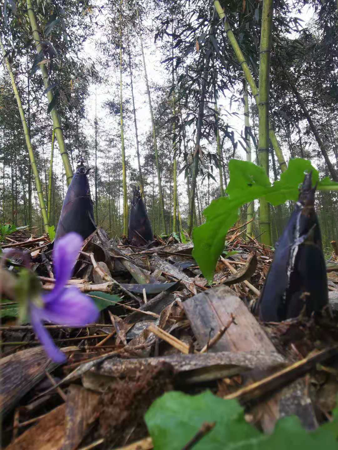 雷竹苗四川雷竹苗雷竹