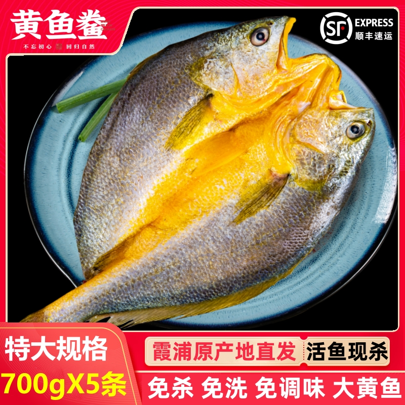【大规格 700gX5条】福建霞浦黄鱼鲞 宁德大黄花鱼新鲜冷冻免杀免洗