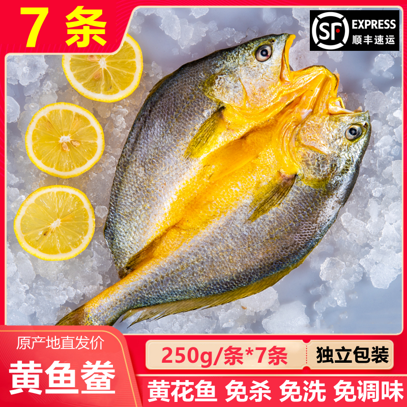 【发7条 250g/条】 宁德霞浦黄鱼鲞 每条250g 黄花鱼大黄鱼新鲜冷冻