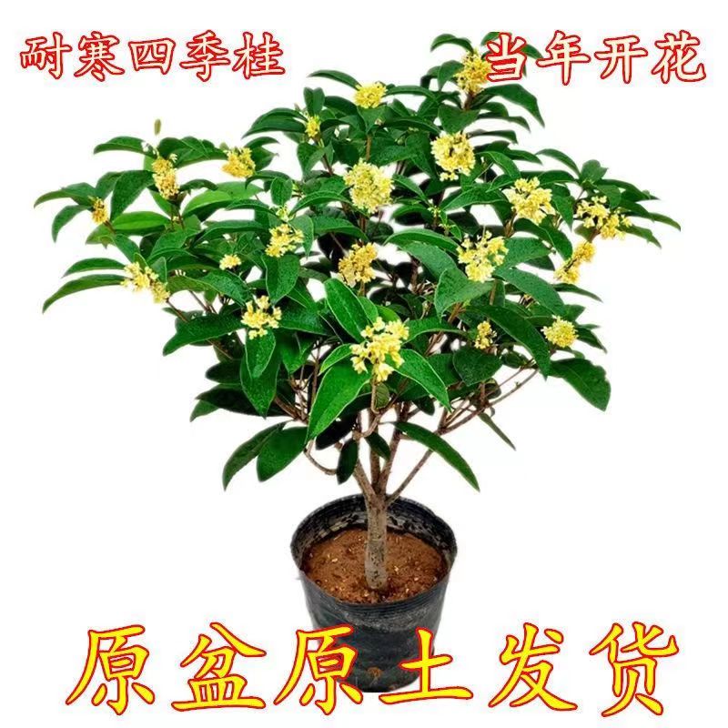 四季桂花浓香型盆栽好养树苗金桂耐寒室内外庭院地栽阳台绿植花卉