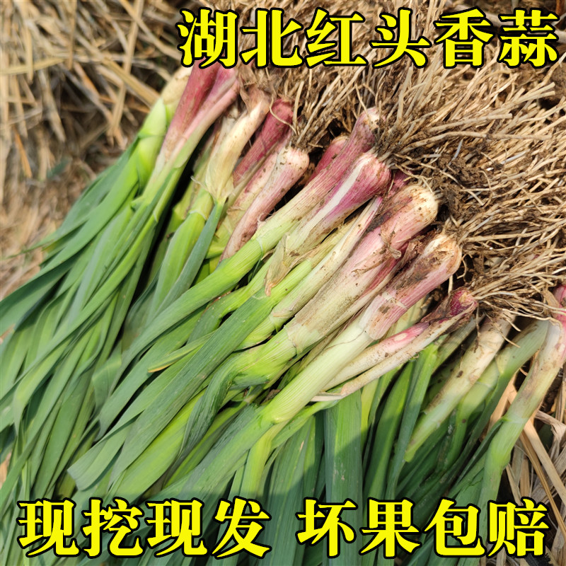 新鲜大蒜苗湖北天门特产农家自种小香蒜应季蔬菜现摘现发蒜苗3斤