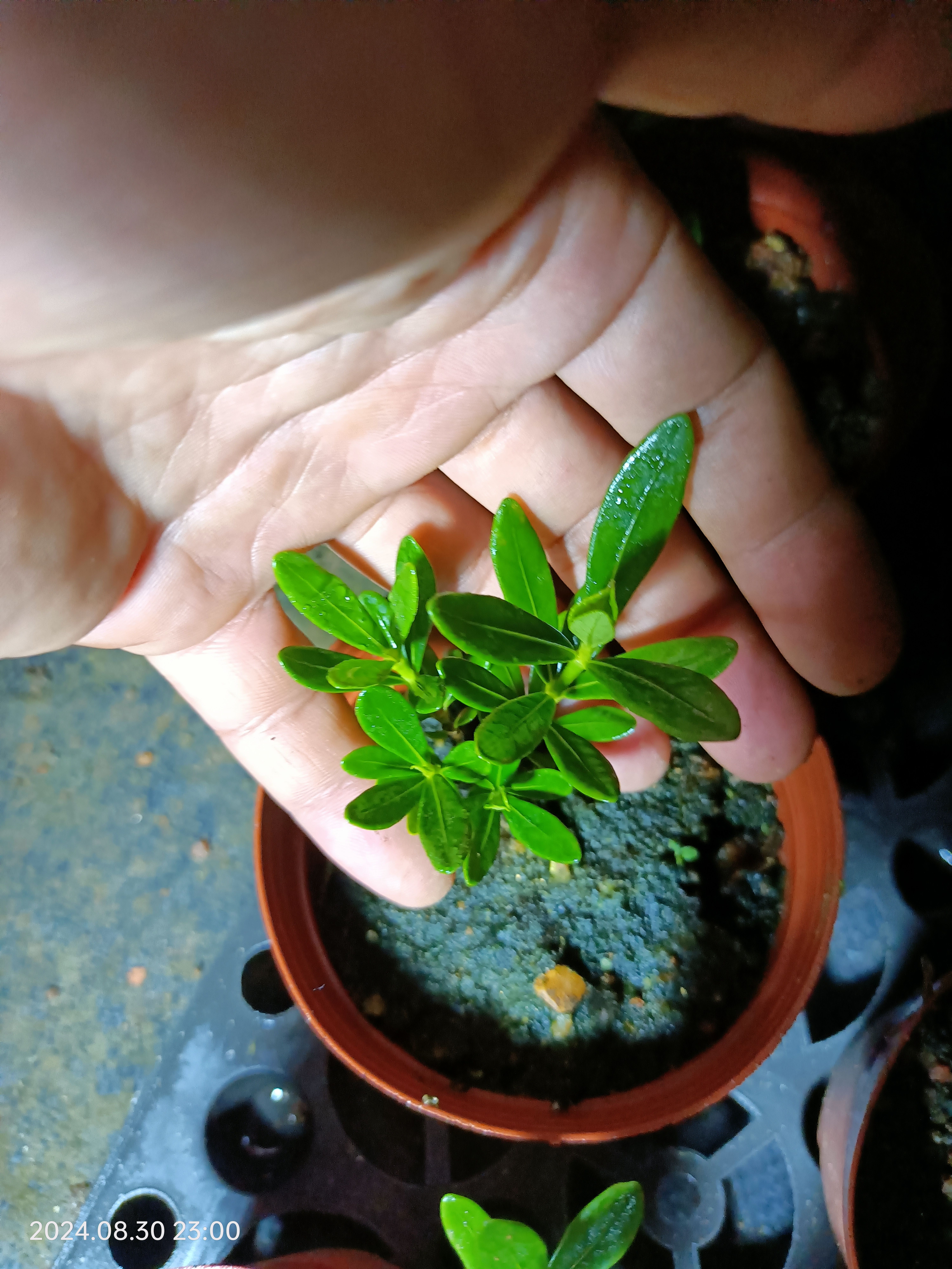 潮州栀子花小黑小叶栀子花