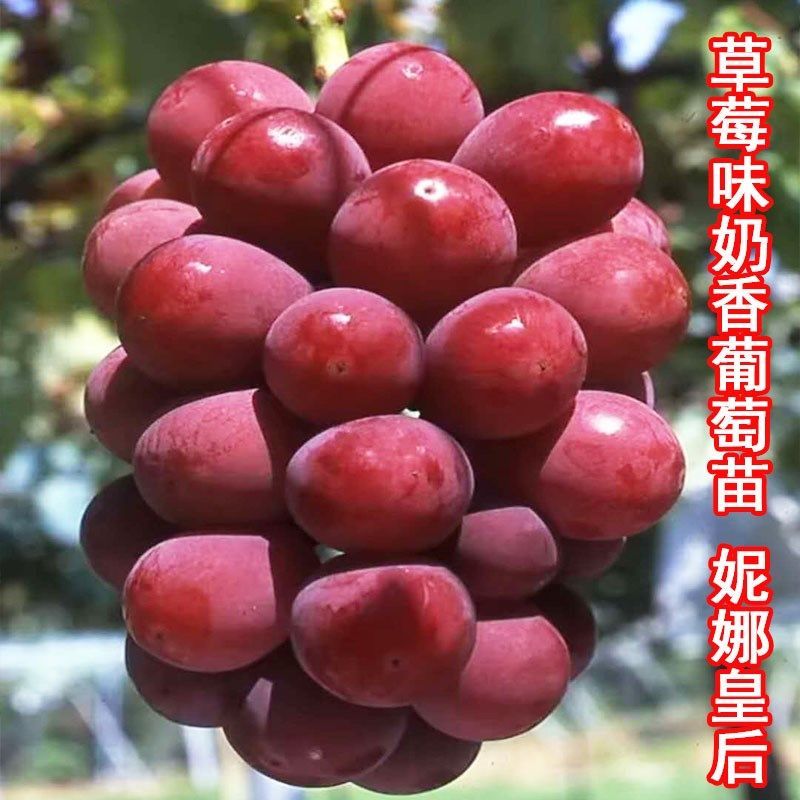 正宗妮娜皇后葡萄树苗女皇女王葡萄树苗嫁接葡萄苗当年结果包成活