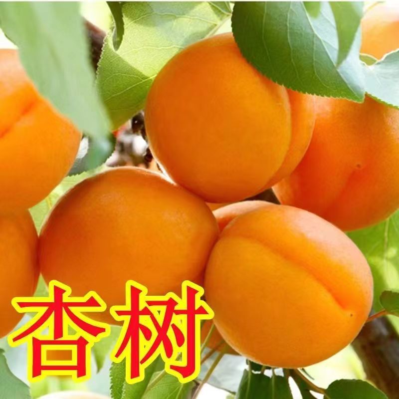 杏树苗特大帝王杏子树苗大果盆栽地栽耐寒耐旱南北方种植当年结果