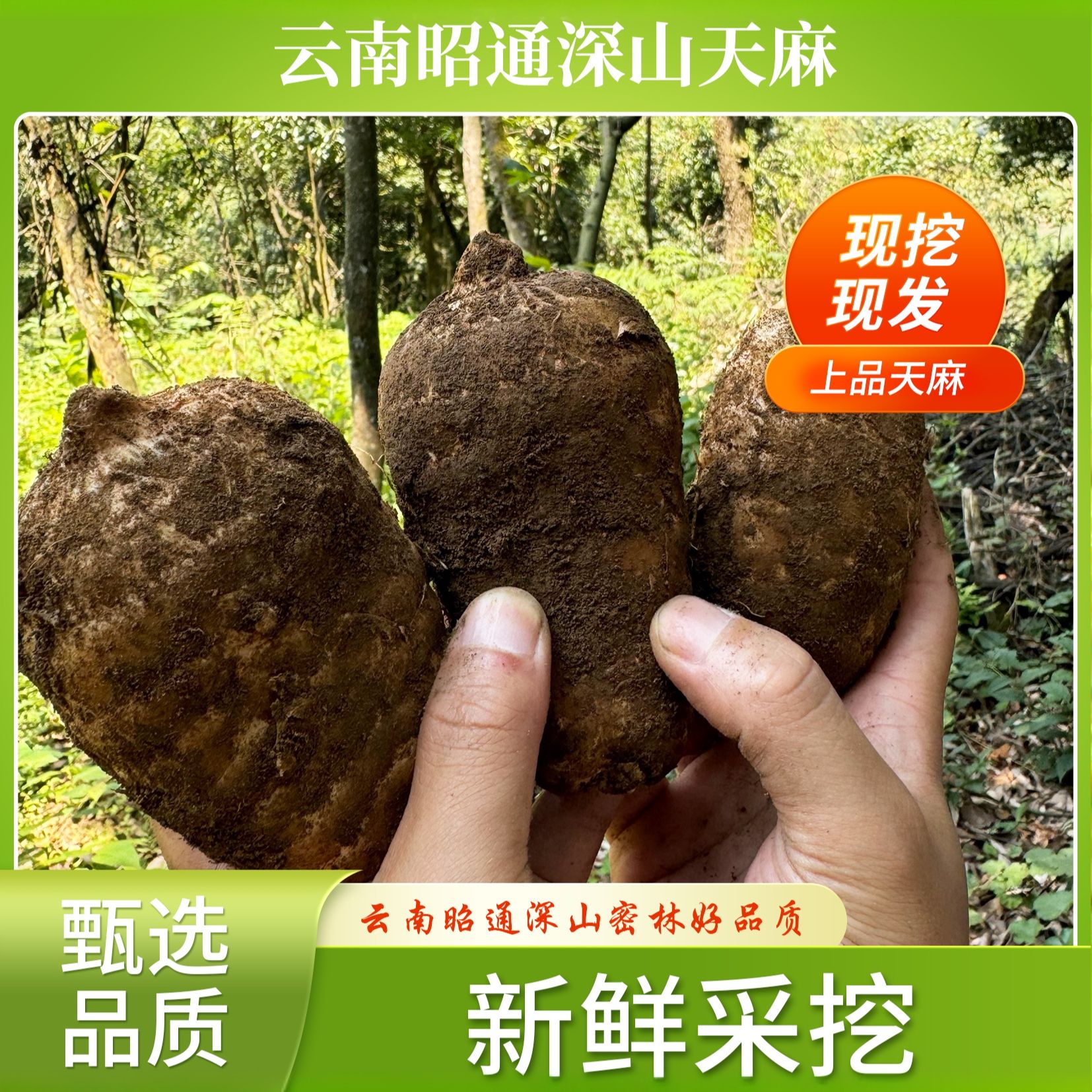 【顺丰速运】云南昭通小草坝原生态新鲜高山乌天麻源头天麻现挖现发
