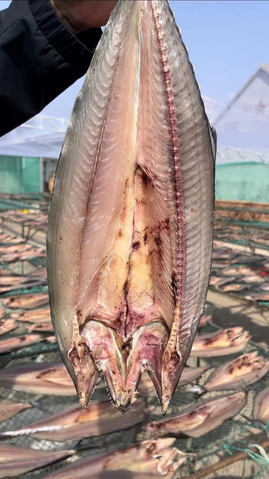 葱花姐粉丝专享 荣成本地一卤鲜鲅鱼干 马鲛鱼干