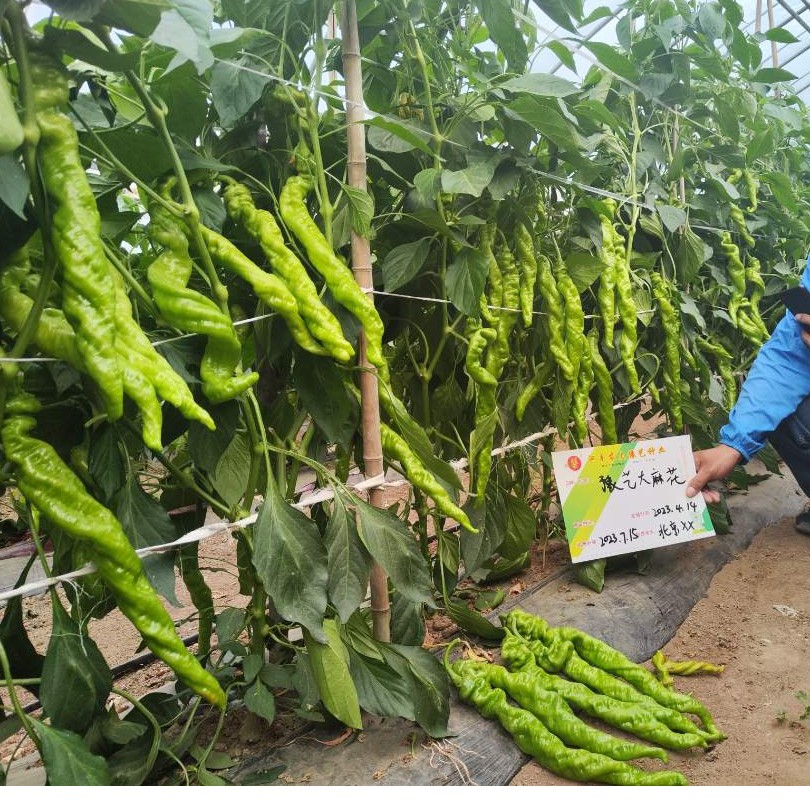 豫艺大麻花螺丝椒种子 大果全螺旋 高产优质辣椒精品抗病连续