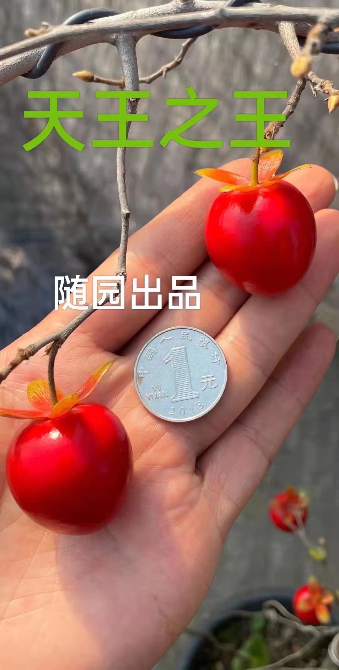 盆景素材带果老鸦柿盆景柿子老鸦柿金弹子