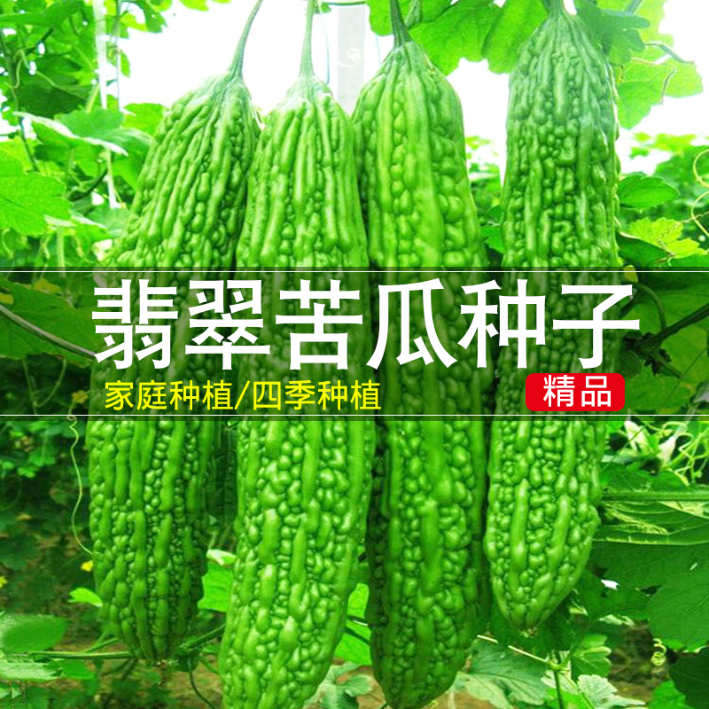 疙瘩绿苦瓜种子春秋季早熟苦瓜菜种籽秧苗子高产耐热四季蔬菜种孑