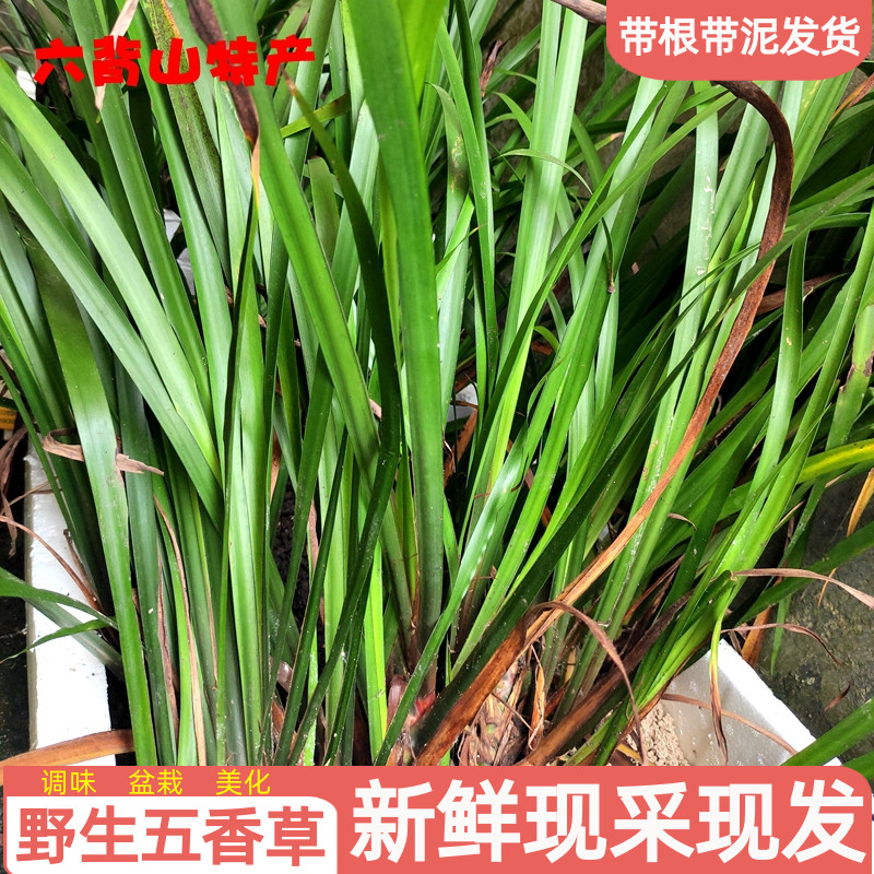 新鲜五香草野生贵州特产山奈叶回香昌蒲带根特色牛肉火锅料1斤