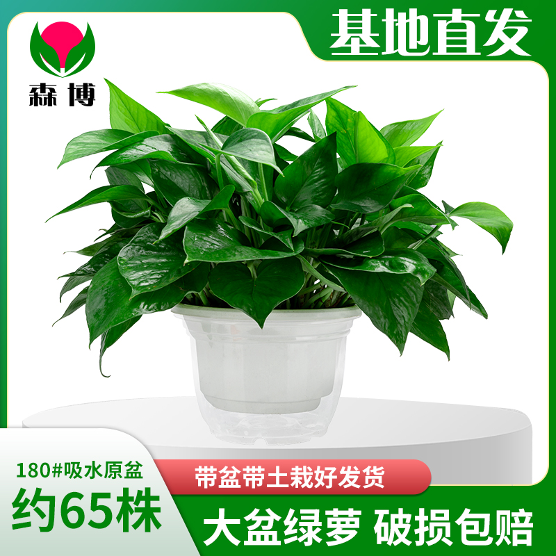 【新粉福利】180#绿萝新房除甲醛净化空气室内盆栽好养绿植基地直发