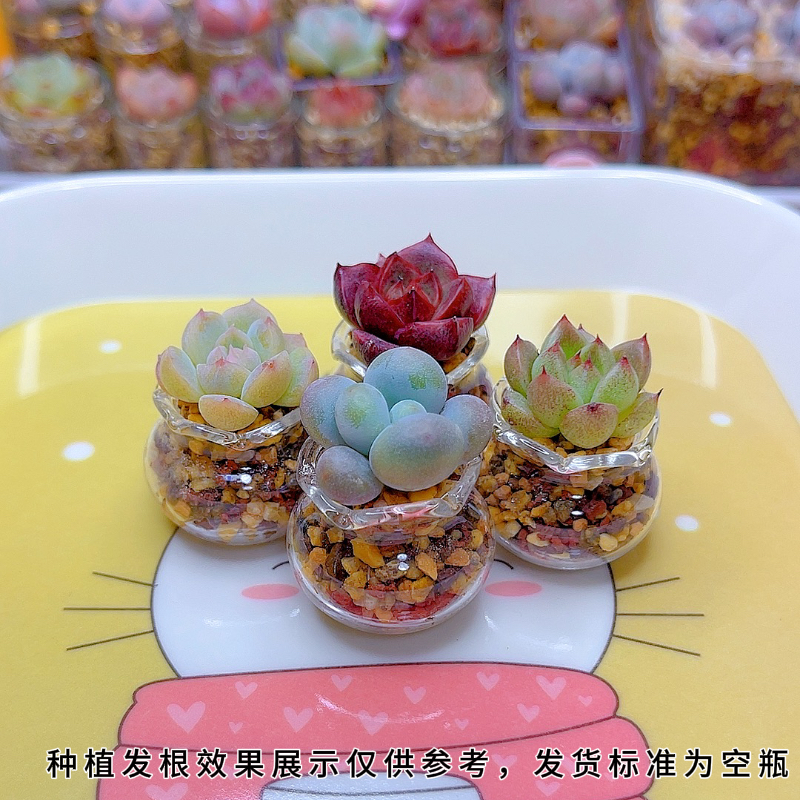 【2.5宽口小鱼缸】空瓶不含肉多肉种植无孔透明小鱼缸款可悬挂瓶