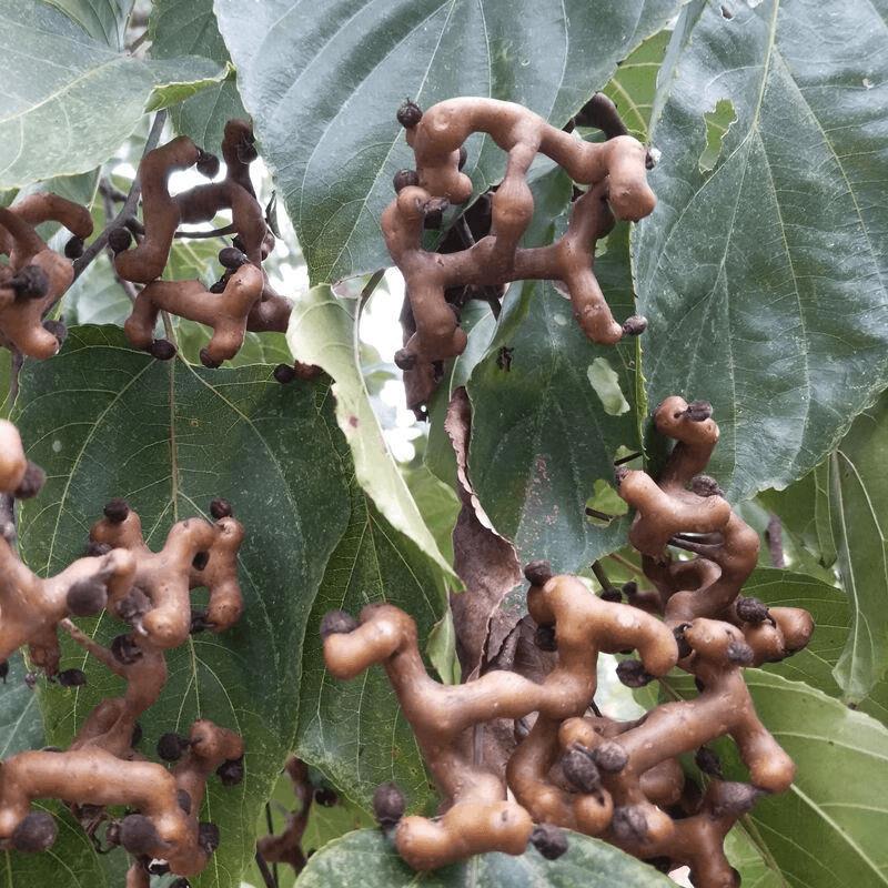 枣果树苗 拐枣树苗 万寿果、鸡爪连 金钩梨当年结果苗 盆栽地栽