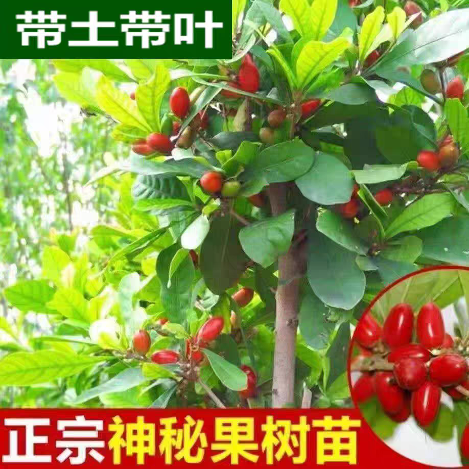 神秘果盆栽苗可临时改变味觉适合南北方种植四季品种