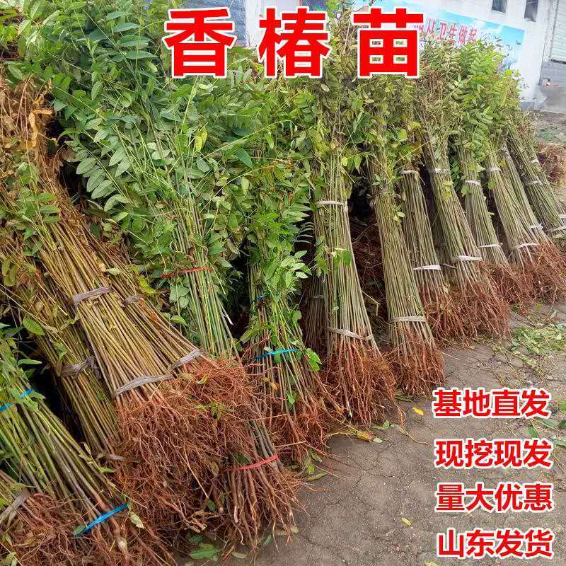 地栽香椿树苗红油香椿树苗春芽苗南方北方种植香椿树香椿苗食用