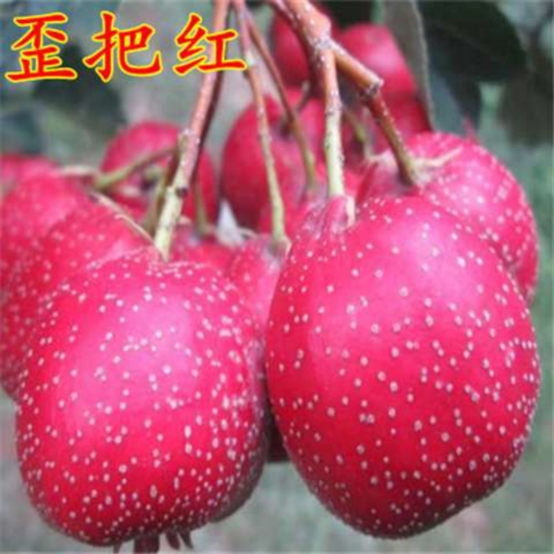 新品种歪把红山楂苗甜山楂树苗 嫁接黄如意山楂苗 黄果山楂苗