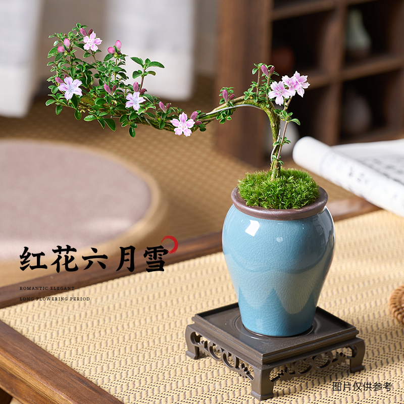 红花六月雪悬崖造型盆景植物四季青美观开花粉红花卉阳台客厅绿植