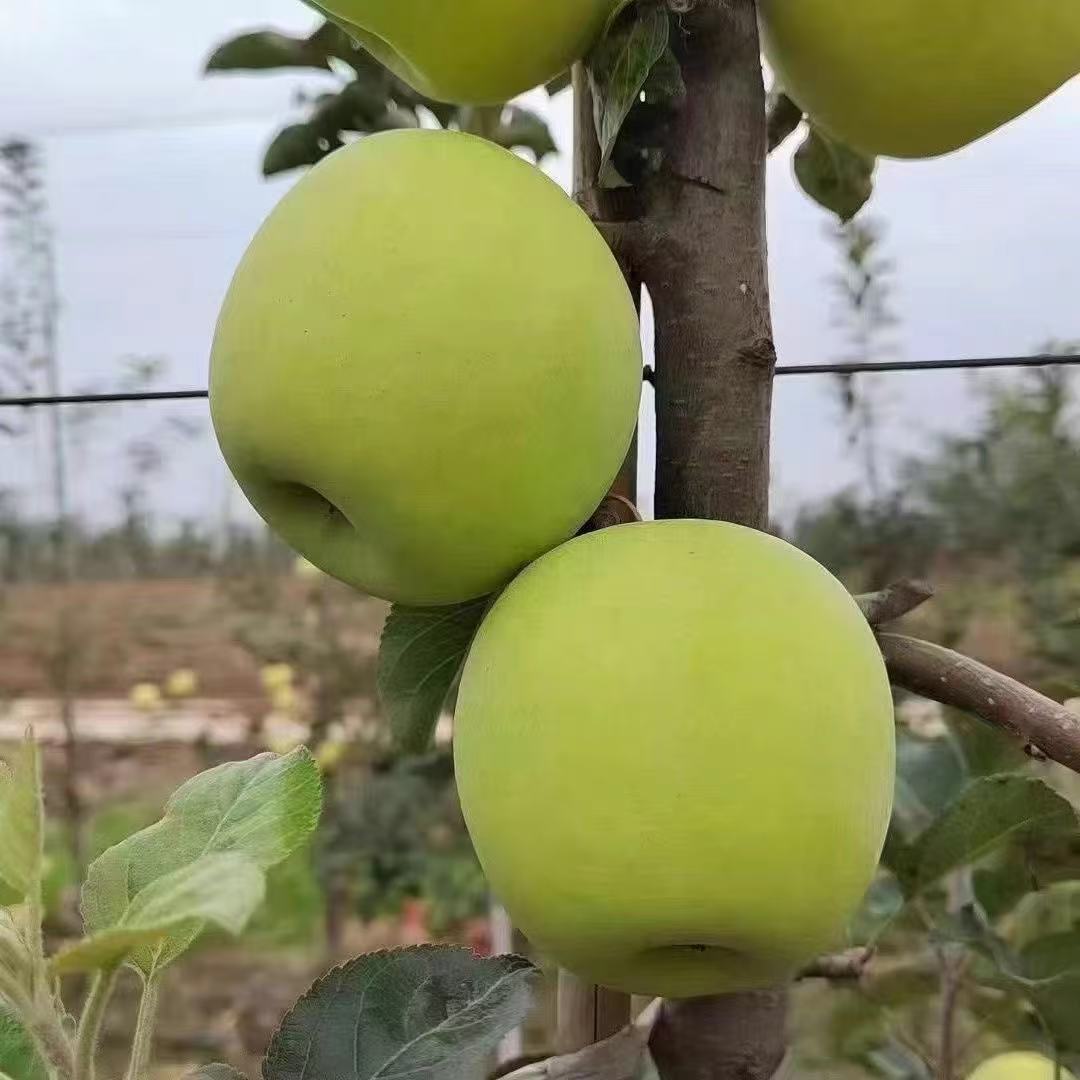 【顺丰包邮】甘肃庆阳特产祥瑞天下天赐瑞果瑞雪苹果香甜可口