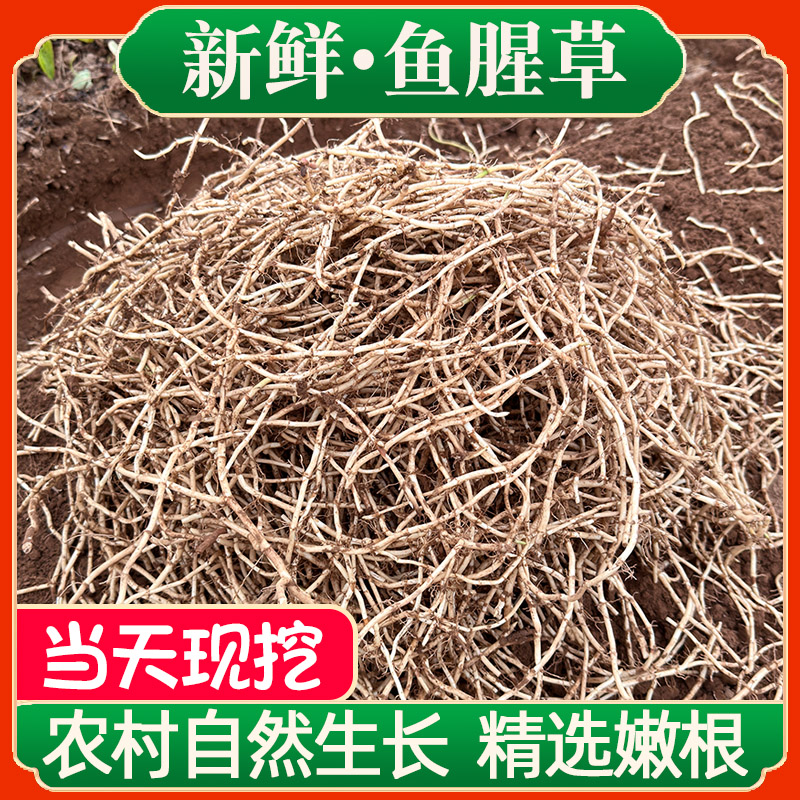 【新根上市】农家现挖带泥鱼腥草折耳根新鲜嫩根嫩芽节儿根湖北蔬菜