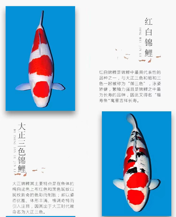 35-40公分直播甄选活体发货血统观赏鱼锦鲤鱼红白大正锦鲤