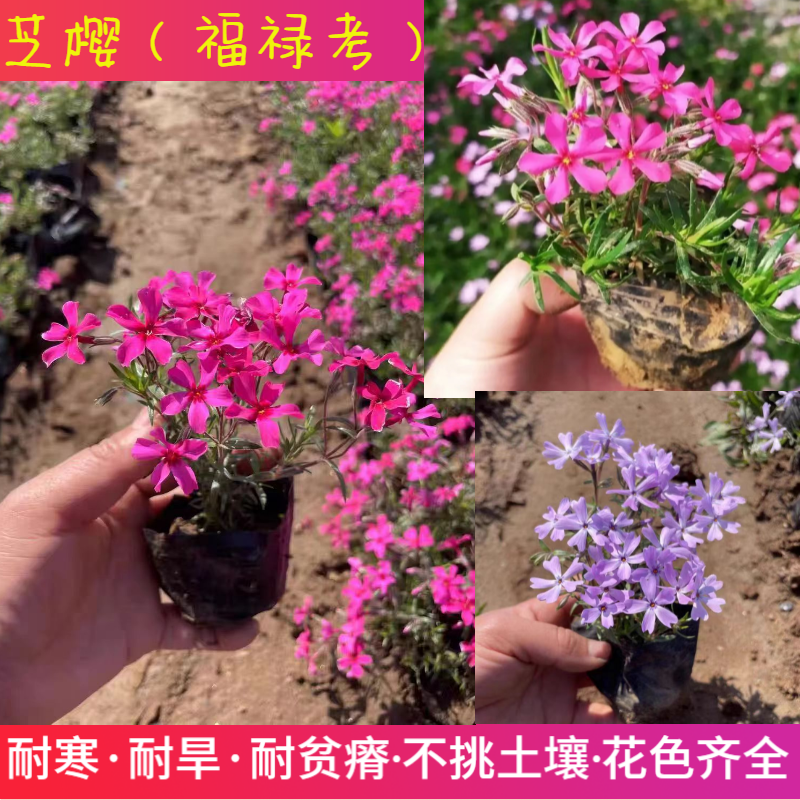 花卉芝樱花苗丛生地被福禄考芝樱多年生花海庭院地被针叶天蓝绣球