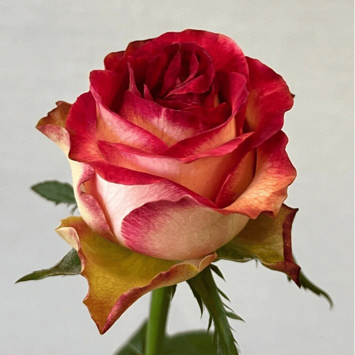 切花月季扦插小苗合集