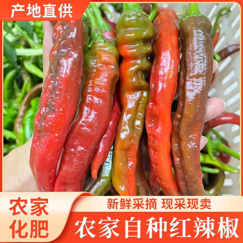红辣椒新鲜农家自种现摘现发辣椒辣椒新鲜辣椒土辣椒农家土辣椒