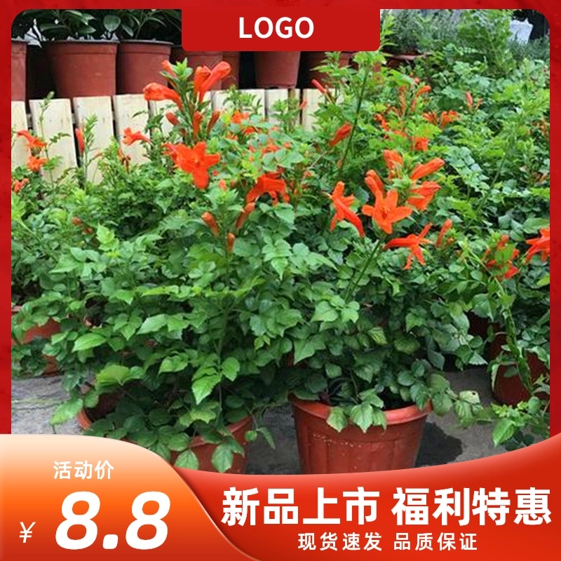 凌霄花苗盆栽爬藤植物攀爬树桩俄罗斯炮仗庭院阳台四季开花卉浓香