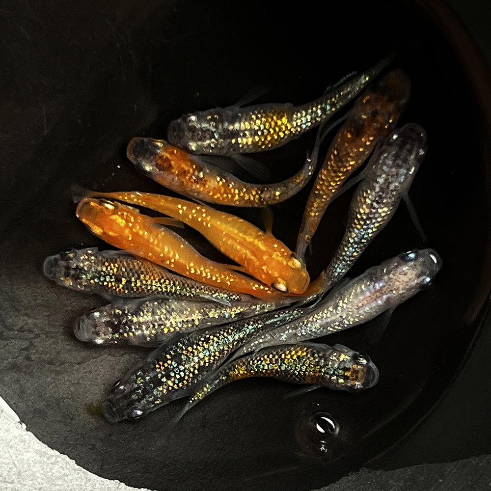 星光鱼  【观背青鳉mini小型冷水鱼】活体