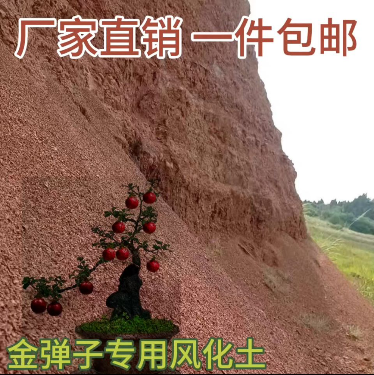 风化土9.5斤渗水透气酸性营养土扦插生根金弹子老鸦柿风化石颗粒