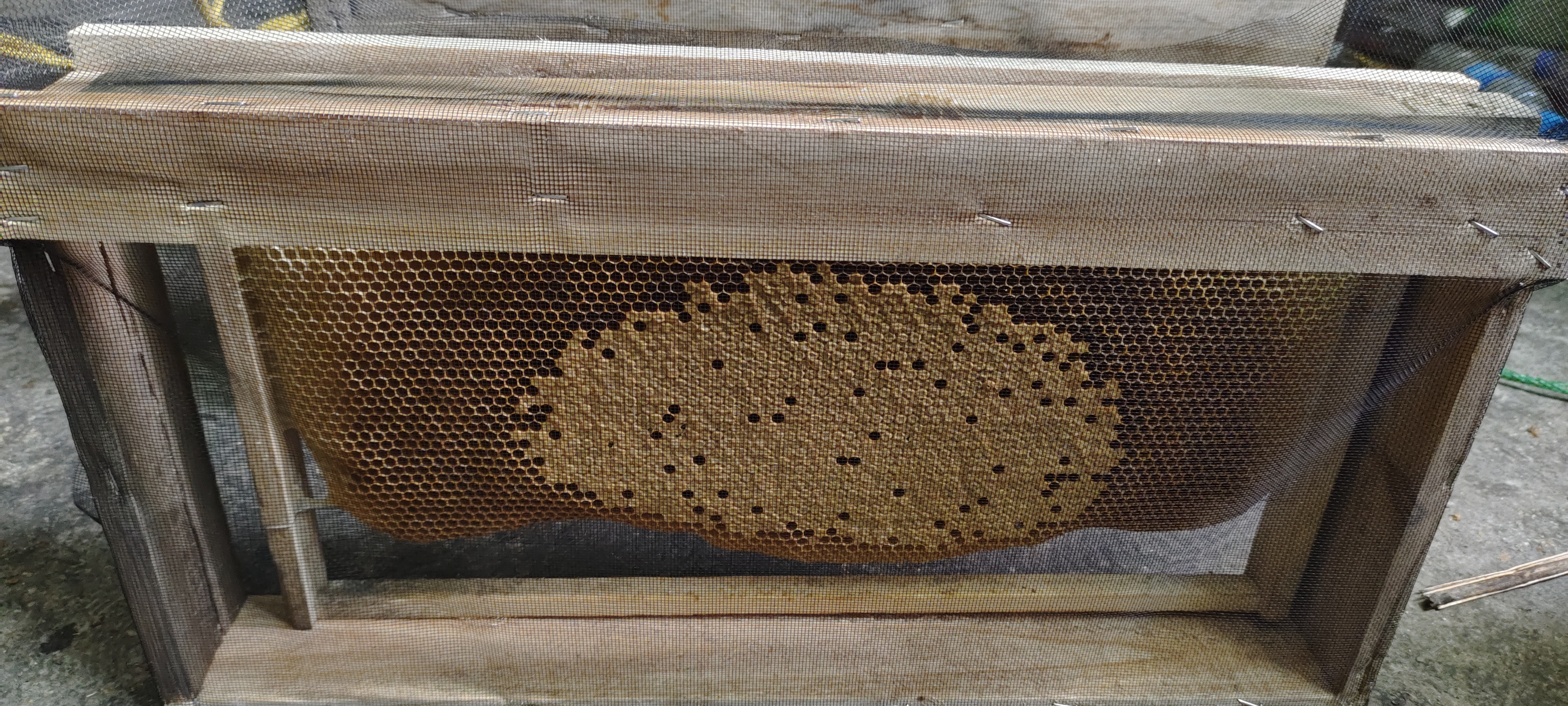 中蜂巢框。一脾带子发货。送王笼。防逃片