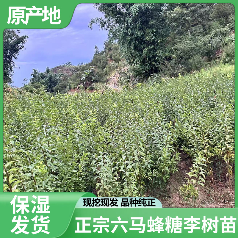 【原生苗】正宗贵州六马蜂糖李树苗产地直发李子正宗蜂糖李子树苗