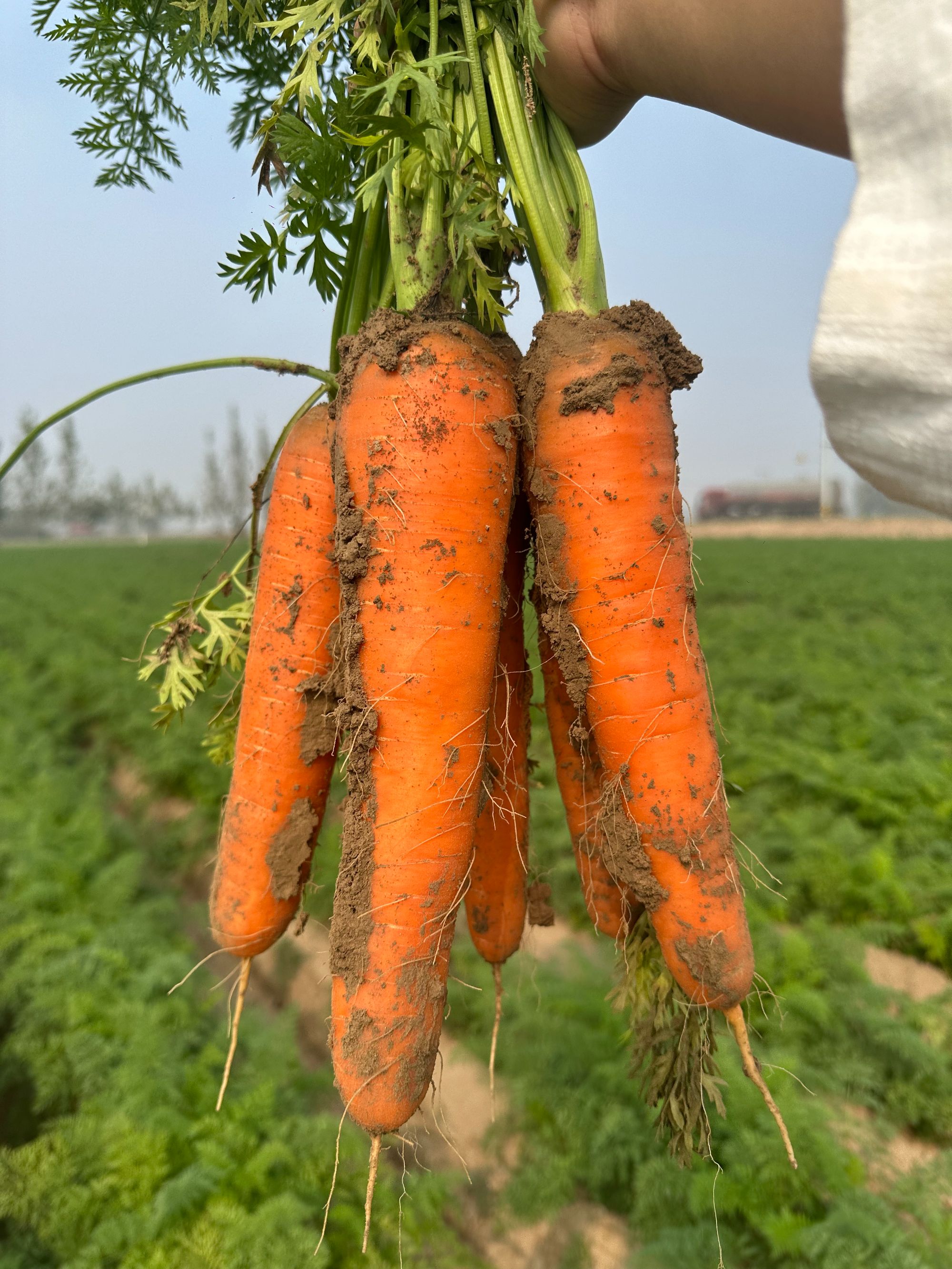 【绿色蔬菜】河南沙地胡萝卜现挖现发新鲜蔬菜农家自种带泥萝卜
