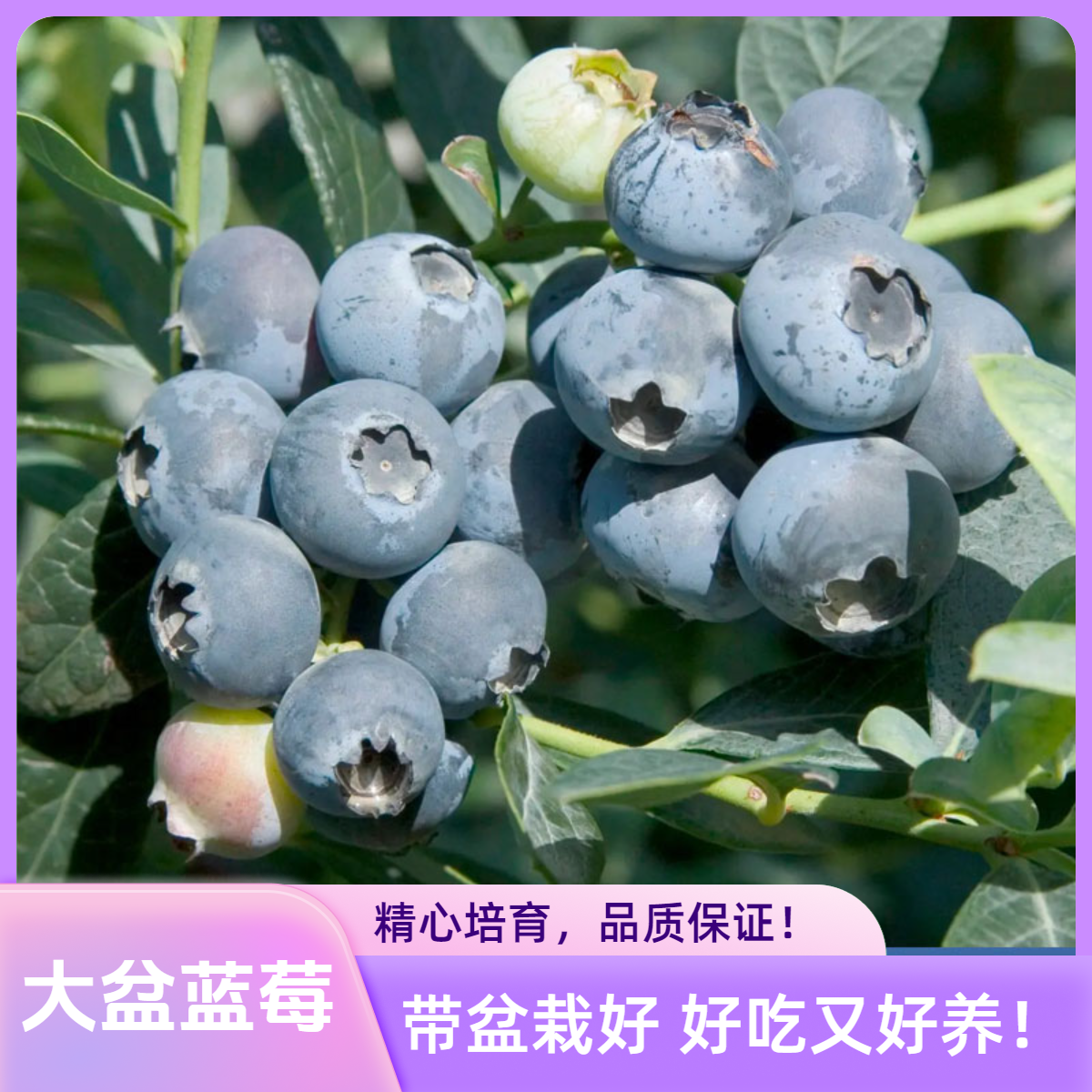 蓝莓树果苗盆栽大盆阳台水果庭院果树地栽露台南北方种植蓝莓树苗