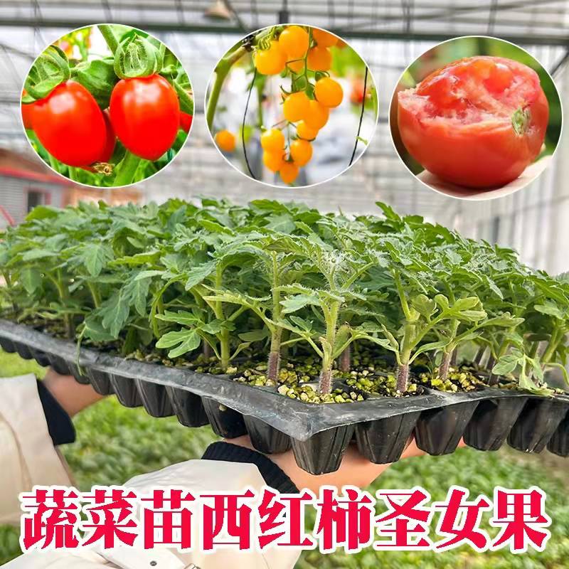 西红柿苗番茄秧苗千禧圣女果老品种番茄沙瓤西红柿普罗旺斯蔬菜苗