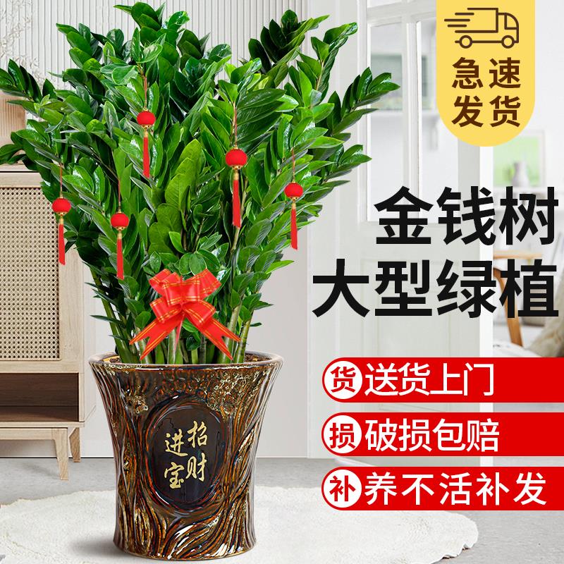 金钱树客厅大花盆室内盆栽植物乔迁开业送礼绿植钱串子招财大花卉
