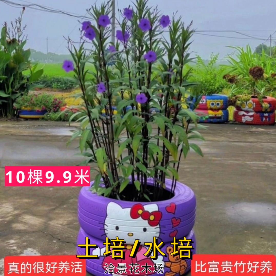 翠芦莉花盆栽芦莉花阳台庭院田园水培土培两栖户外花期长易养