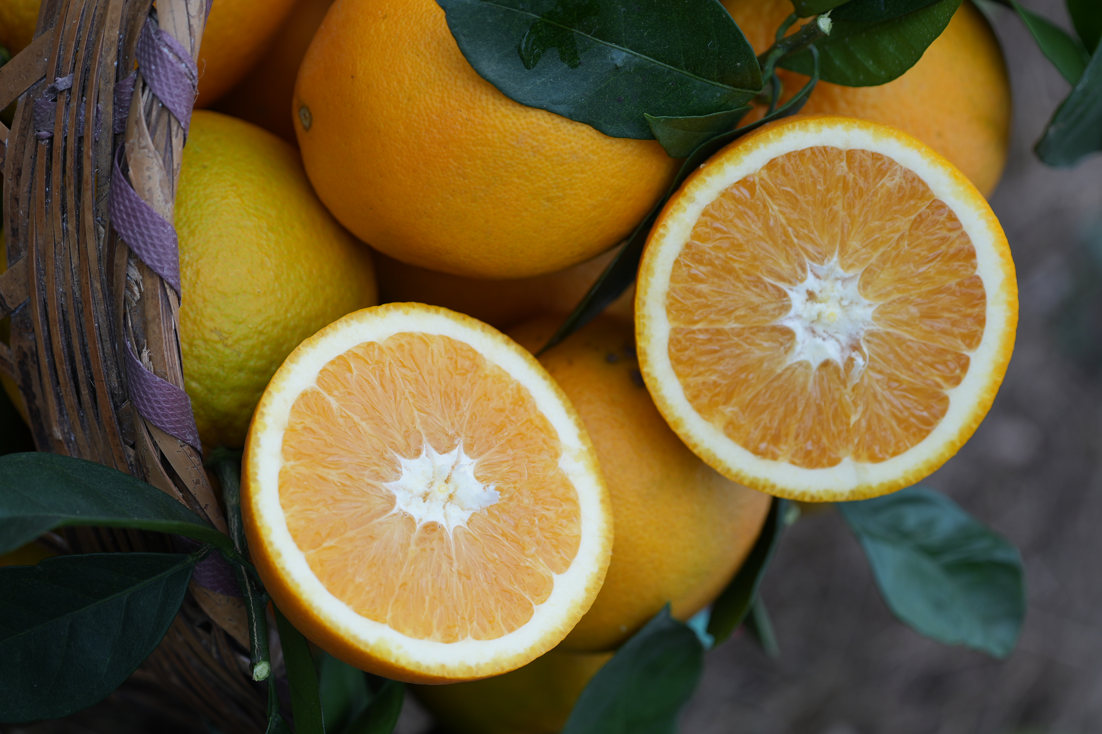 【植己的花园农场】江西正宗赣南脐橙-纽荷尔