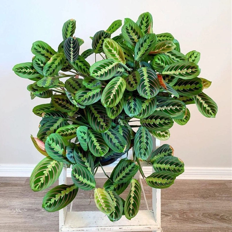 大叶蝉竹芋红脉豹纹垂吊花卉网红进口红蜻蜓大苗 观叶室内盆栽