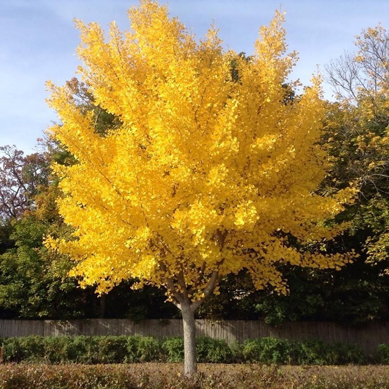 金叶银杏树白果树大树小苗活苗庭院园林绿化工程行道树南北方种植