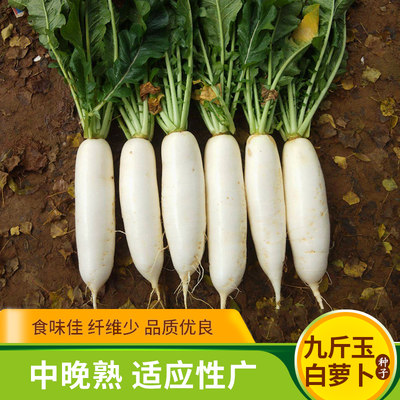 南畔洲白萝卜种子九斤王四季白玉水萝卜籽特大春秋冬蔬菜种孑