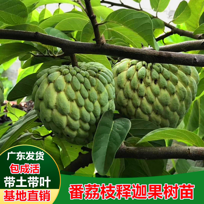 台湾凤梨释迦果苗 释迦果树苗 嫁接苗果树苗番荔枝苗当年结果庭院