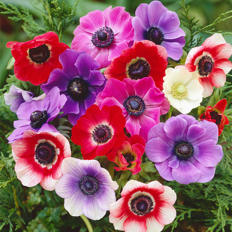 球迷花园 银莲花种球 干球根秋冬季盆栽花卉宿根植物土培