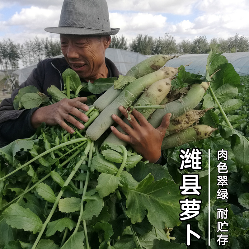 潍县萝卜种子山东潍坊甜脆水果青萝卜籽四季秋冬高产阳台蔬菜种孑