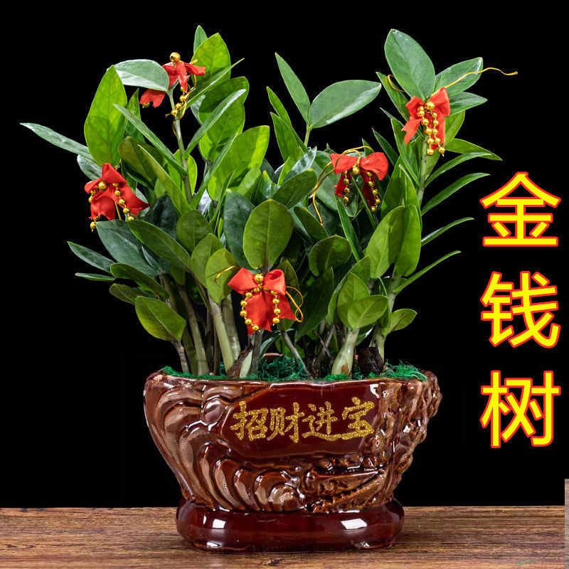 金钱树盆栽树苗简易室内花卉绿植四季常青客厅办公室桌面绿植盆景