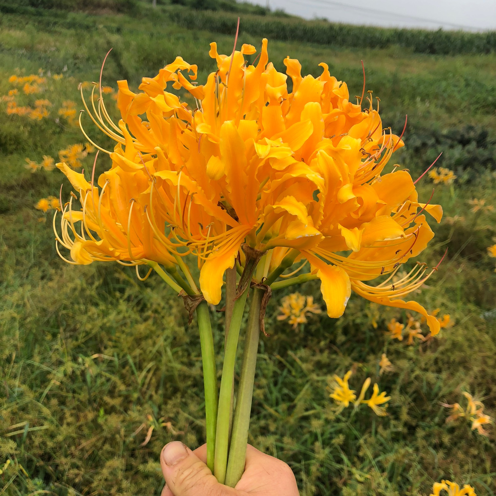 彼岸花，缦珠莎桦，会开花的花卉黄色彼岸花，花朵很大，花名很个性